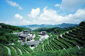 Tea terraces and traditional houses 